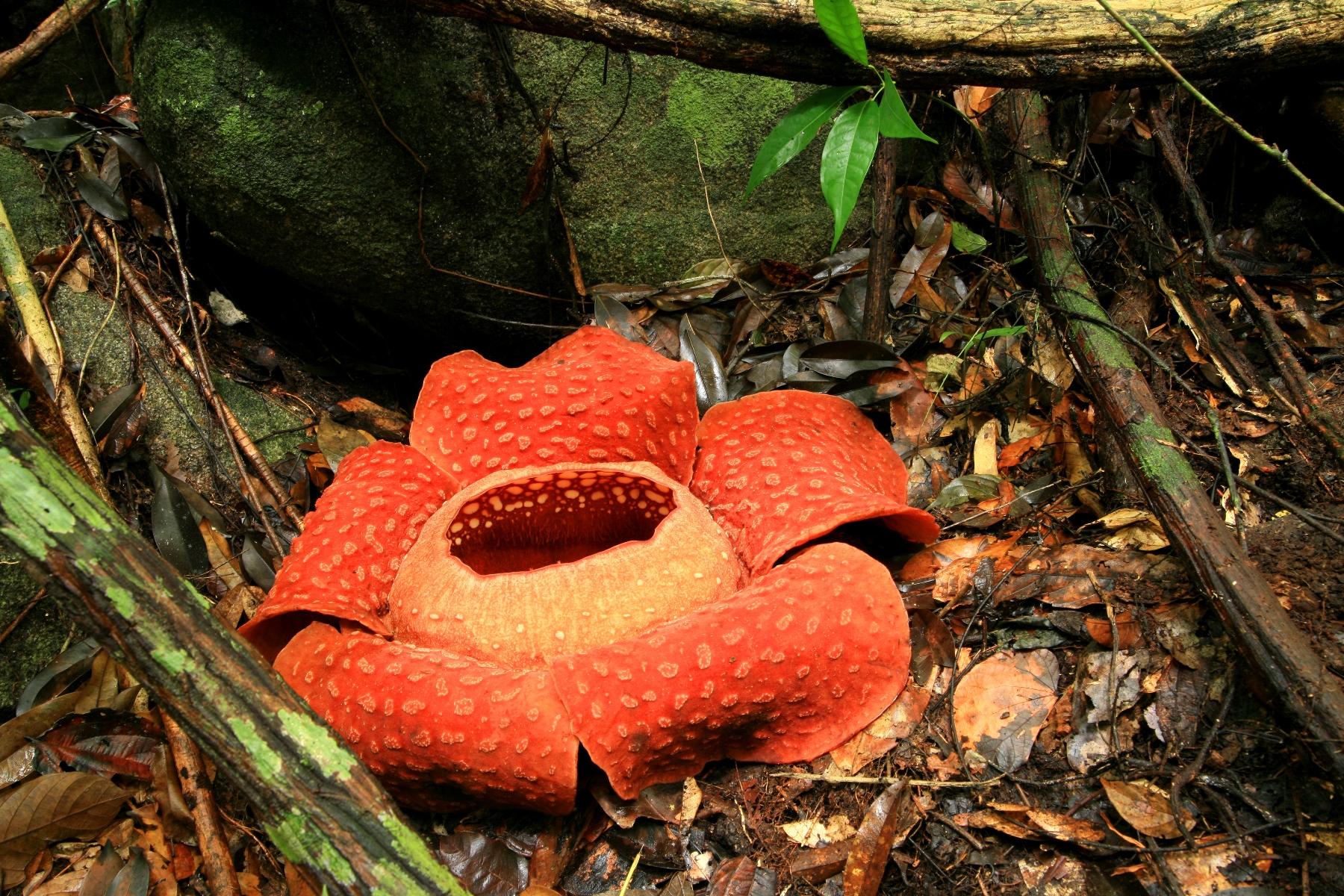 10 Reasons to Visit Khao Sok National Park 9 Rafflesia arnoldiil