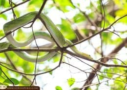 red tailed green ratsnake