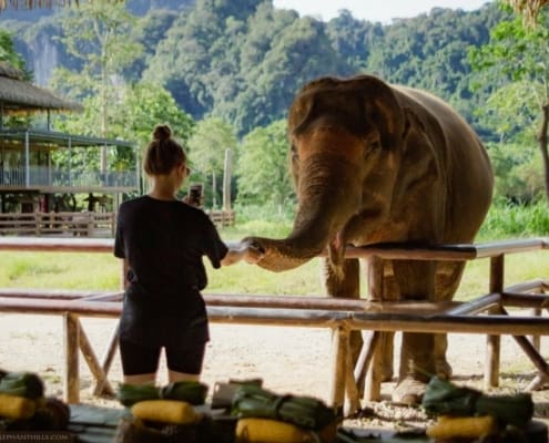 Singles at Elephant Hills Thailand