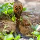 Spectacled Cobra – Asian Cobra