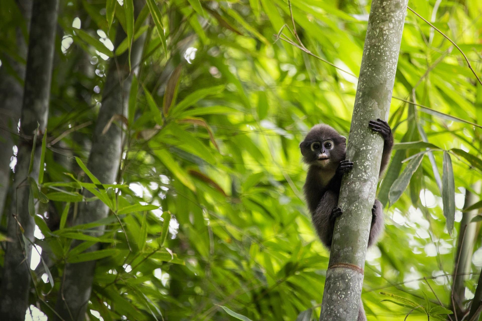 Tours in Khao Sok National Park 4 Spectacled Langur watching on Khao Sok National Park tour during jungle trek