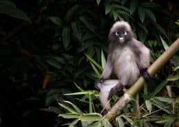 Spectacled Langur