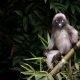 Spectacled Langur