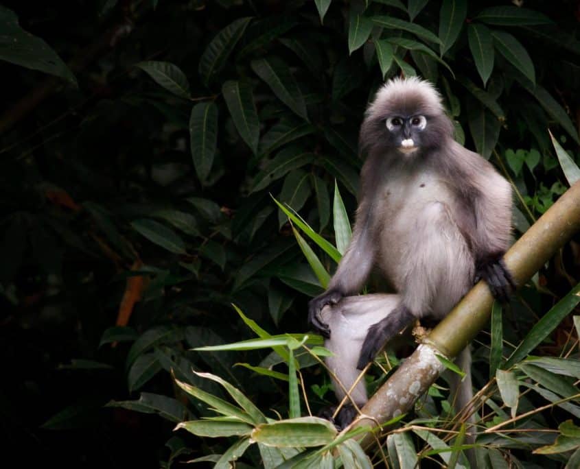 Spectacled Langur Spectacled Langur