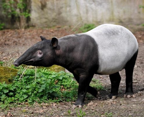 Tapir