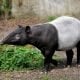 Tapir