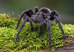 Tarantula