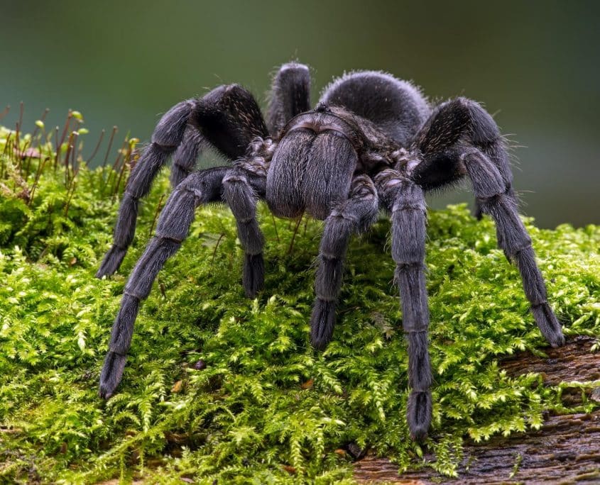 Tarantula Tarantula