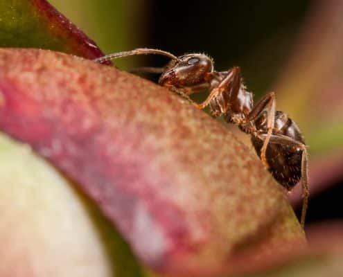 Termites And Ants 1 TermitesAndAnts