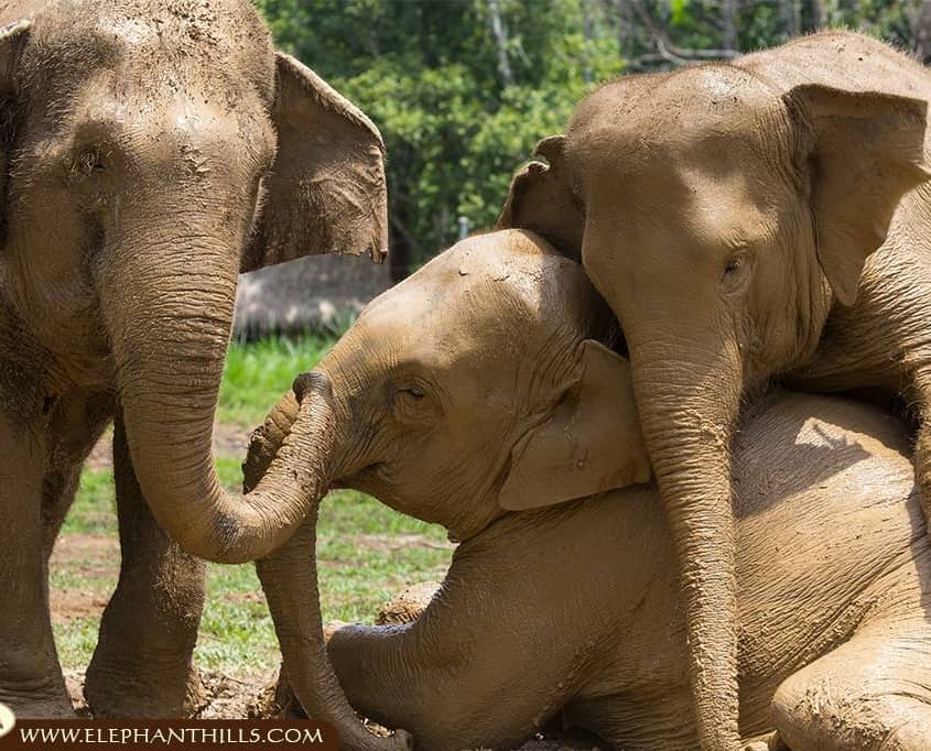 Exploring Elephant Hills Thailand: Ethical Luxury in the Jungle 8 The Elephant Experience