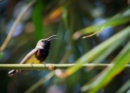 THE OLIVE BACKED SUNBIRD