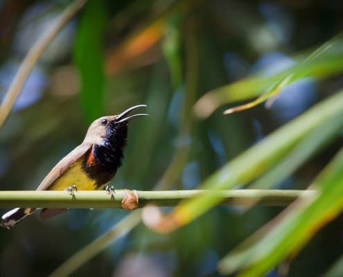 THE OLIVE-BACKED SUNBIRD THE OLIVE BACKED SUNBIRD