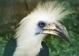 White crowned Hornbill