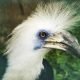White crowned Hornbill