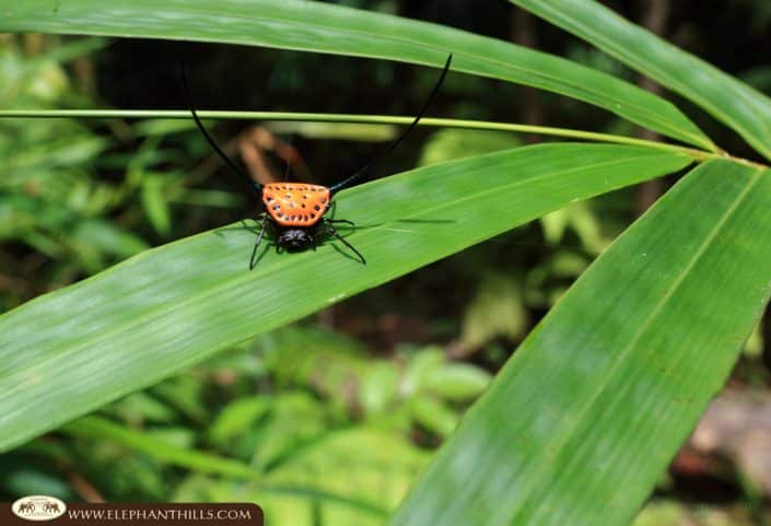 Wildlife in Khaosok rainforest