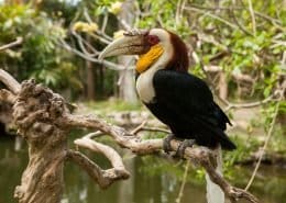 Wreathed Hornbill