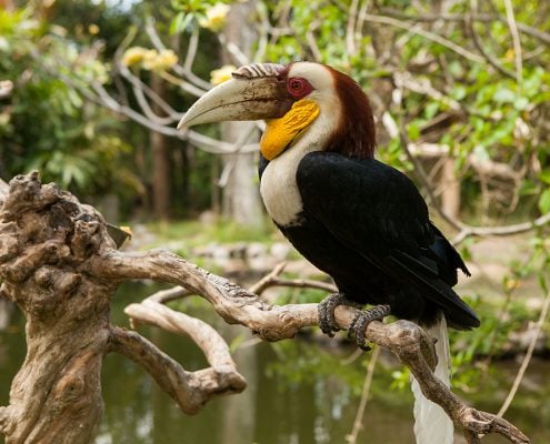Wreathed Hornbill 4 Wreathed Hornbill