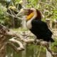 Wreathed Hornbill